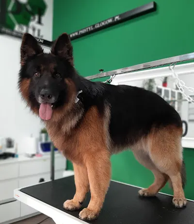 Psi Styl - Profesjonalny Salon Groomerski